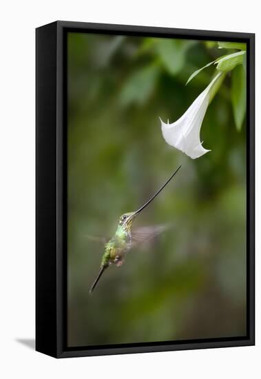 Sword-Billed Hummingbird (Ensifera Ensifera) Feeding At An Angel'S Or Devil'S Trumpet Flower-Nick Garbutt-Framed Premier Image Canvas