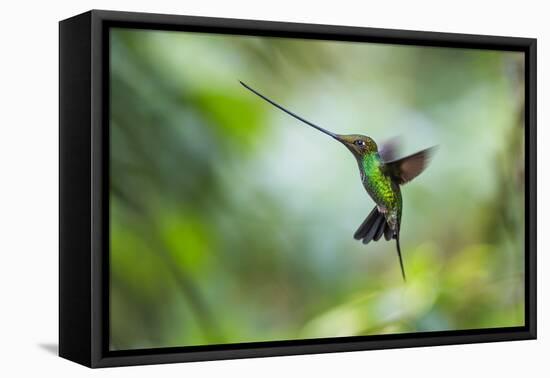 Sword-billed hummingbird hovering in flight, North-Ecuador-Konrad Wothe-Framed Premier Image Canvas