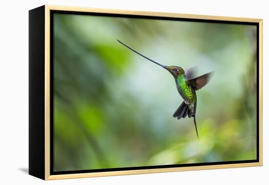 Sword-billed hummingbird hovering in flight, North-Ecuador-Konrad Wothe-Framed Premier Image Canvas