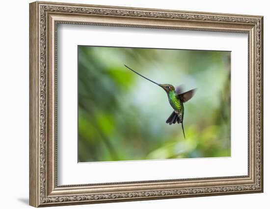 Sword-billed hummingbird hovering in flight, North-Ecuador-Konrad Wothe-Framed Photographic Print
