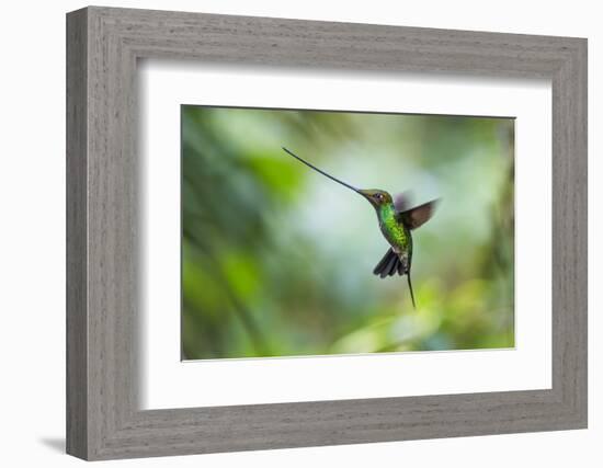 Sword-billed hummingbird hovering in flight, North-Ecuador-Konrad Wothe-Framed Photographic Print