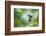 Sword-billed hummingbird hovering in flight, North-Ecuador-Konrad Wothe-Framed Photographic Print