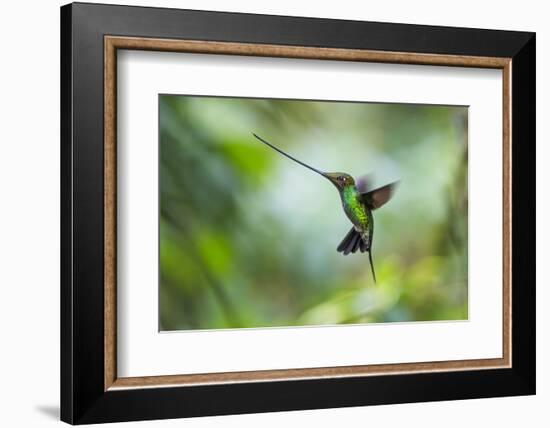 Sword-billed hummingbird hovering in flight, North-Ecuador-Konrad Wothe-Framed Photographic Print