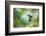 Sword-billed hummingbird hovering in flight, North-Ecuador-Konrad Wothe-Framed Photographic Print