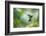 Sword-billed hummingbird hovering in flight, North-Ecuador-Konrad Wothe-Framed Photographic Print