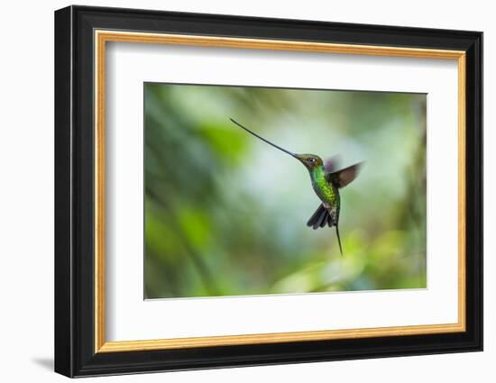 Sword-billed hummingbird hovering in flight, North-Ecuador-Konrad Wothe-Framed Photographic Print