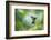 Sword-billed hummingbird hovering in flight, North-Ecuador-Konrad Wothe-Framed Photographic Print