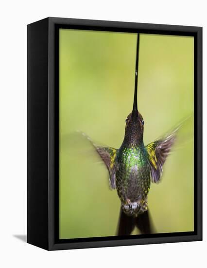 Sword-billed hummingbird in flight, North-Ecuador, Ecuador-Konrad Wothe-Framed Premier Image Canvas