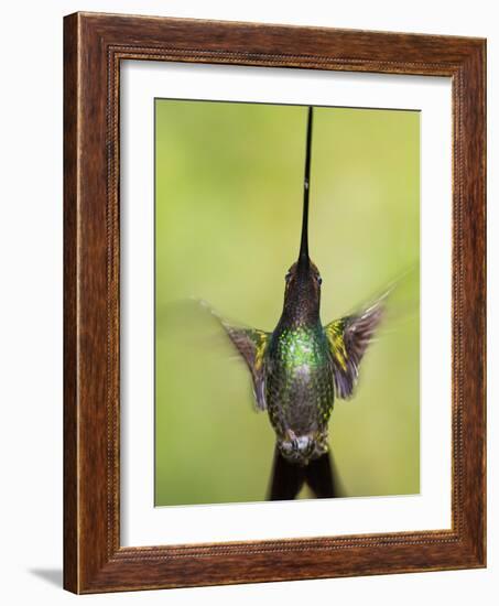 Sword-billed hummingbird in flight, North-Ecuador, Ecuador-Konrad Wothe-Framed Photographic Print