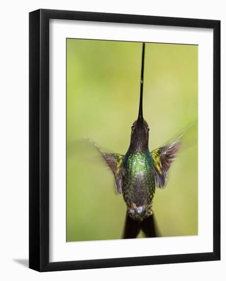 Sword-billed hummingbird in flight, North-Ecuador, Ecuador-Konrad Wothe-Framed Photographic Print