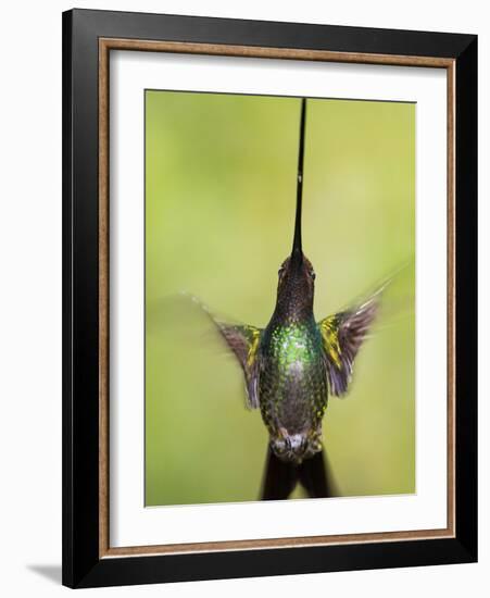 Sword-billed hummingbird in flight, North-Ecuador, Ecuador-Konrad Wothe-Framed Photographic Print