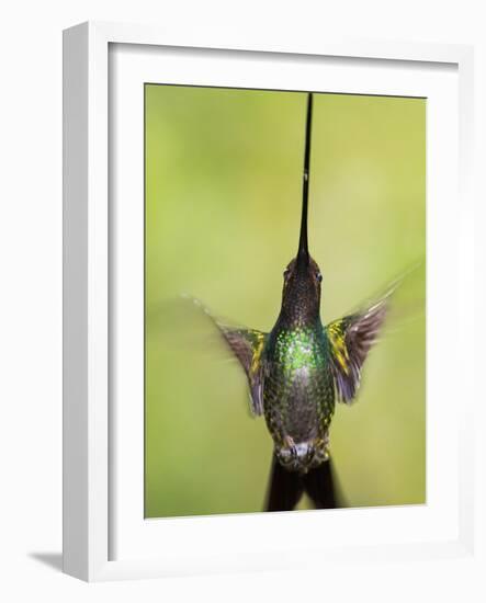 Sword-billed hummingbird in flight, North-Ecuador, Ecuador-Konrad Wothe-Framed Photographic Print