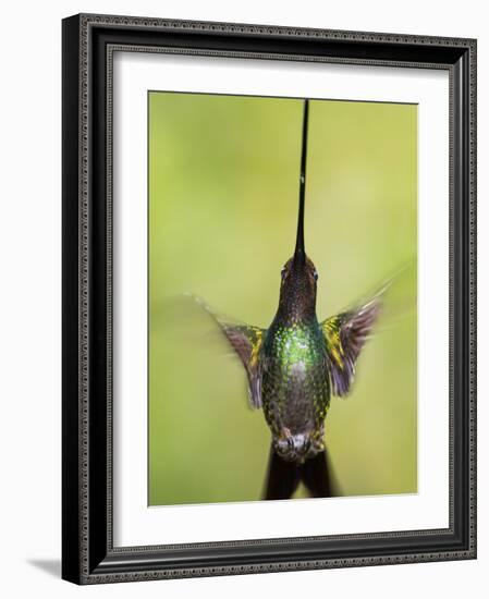 Sword-billed hummingbird in flight, North-Ecuador, Ecuador-Konrad Wothe-Framed Photographic Print