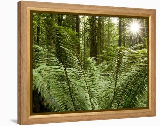 Sword Ferns Carpeting Forest Floor, (Polystichum Munitum), Harrison Mills, British Columbia, Canada-Paul Colangelo-Framed Premier Image Canvas