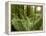 Sword Ferns Carpeting Forest Floor, (Polystichum Munitum), Harrison Mills, British Columbia, Canada-Paul Colangelo-Framed Premier Image Canvas