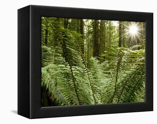 Sword Ferns Carpeting Forest Floor, (Polystichum Munitum), Harrison Mills, British Columbia, Canada-Paul Colangelo-Framed Premier Image Canvas