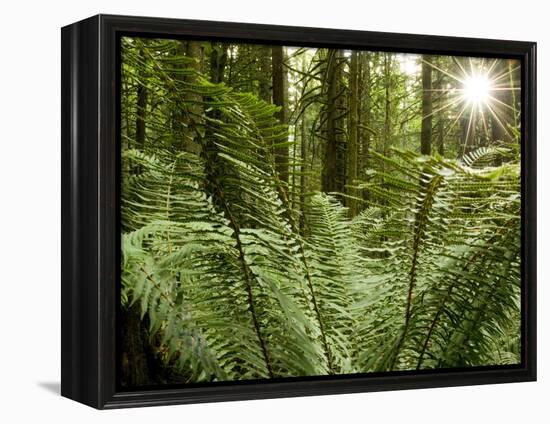 Sword Ferns Carpeting Forest Floor, (Polystichum Munitum), Harrison Mills, British Columbia, Canada-Paul Colangelo-Framed Premier Image Canvas