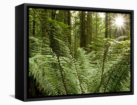 Sword Ferns Carpeting Forest Floor, (Polystichum Munitum), Harrison Mills, British Columbia, Canada-Paul Colangelo-Framed Premier Image Canvas