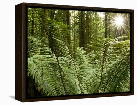 Sword Ferns Carpeting Forest Floor, (Polystichum Munitum), Harrison Mills, British Columbia, Canada-Paul Colangelo-Framed Premier Image Canvas