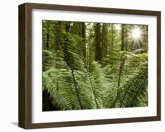 Sword Ferns Carpeting Forest Floor, (Polystichum Munitum), Harrison Mills, British Columbia, Canada-Paul Colangelo-Framed Photographic Print