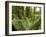 Sword Ferns Carpeting Forest Floor, (Polystichum Munitum), Harrison Mills, British Columbia, Canada-Paul Colangelo-Framed Photographic Print