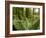 Sword Ferns Carpeting Forest Floor, (Polystichum Munitum), Harrison Mills, British Columbia, Canada-Paul Colangelo-Framed Photographic Print