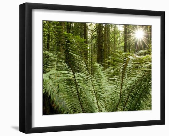 Sword Ferns Carpeting Forest Floor, (Polystichum Munitum), Harrison Mills, British Columbia, Canada-Paul Colangelo-Framed Photographic Print