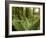 Sword Ferns Carpeting Forest Floor, (Polystichum Munitum), Harrison Mills, British Columbia, Canada-Paul Colangelo-Framed Photographic Print