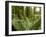 Sword Ferns Carpeting Forest Floor, (Polystichum Munitum), Harrison Mills, British Columbia, Canada-Paul Colangelo-Framed Photographic Print