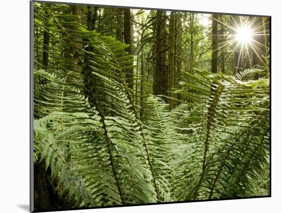 Sword Ferns Carpeting Forest Floor, (Polystichum Munitum), Harrison Mills, British Columbia, Canada-Paul Colangelo-Mounted Photographic Print