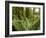 Sword Ferns Carpeting Forest Floor, (Polystichum Munitum), Harrison Mills, British Columbia, Canada-Paul Colangelo-Framed Photographic Print