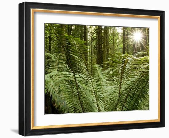 Sword Ferns Carpeting Forest Floor, (Polystichum Munitum), Harrison Mills, British Columbia, Canada-Paul Colangelo-Framed Photographic Print