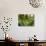 Sword Ferns Carpeting Forest Floor, (Polystichum Munitum), Harrison Mills, British Columbia, Canada-Paul Colangelo-Photographic Print displayed on a wall