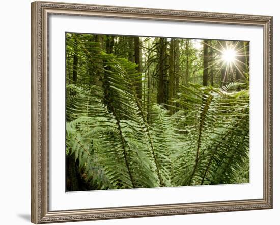 Sword Ferns Carpeting Forest Floor, (Polystichum Munitum), Harrison Mills, British Columbia, Canada-Paul Colangelo-Framed Photographic Print