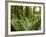 Sword Ferns Carpeting Forest Floor, (Polystichum Munitum), Harrison Mills, British Columbia, Canada-Paul Colangelo-Framed Photographic Print