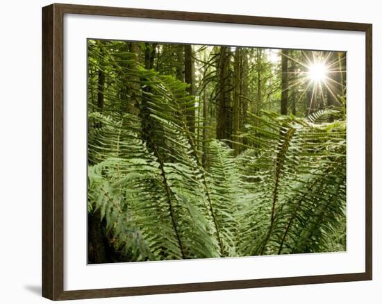 Sword Ferns Carpeting Forest Floor, (Polystichum Munitum), Harrison Mills, British Columbia, Canada-Paul Colangelo-Framed Photographic Print