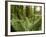 Sword Ferns Carpeting Forest Floor, (Polystichum Munitum), Harrison Mills, British Columbia, Canada-Paul Colangelo-Framed Photographic Print