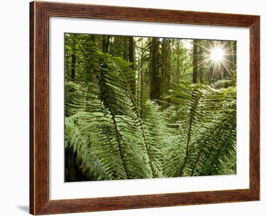Sword Ferns Carpeting Forest Floor, (Polystichum Munitum), Harrison Mills, British Columbia, Canada-Paul Colangelo-Framed Photographic Print