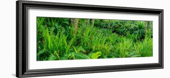 Sword ferns in Temperate Rainforest, British Columbia, Canada-null-Framed Photographic Print