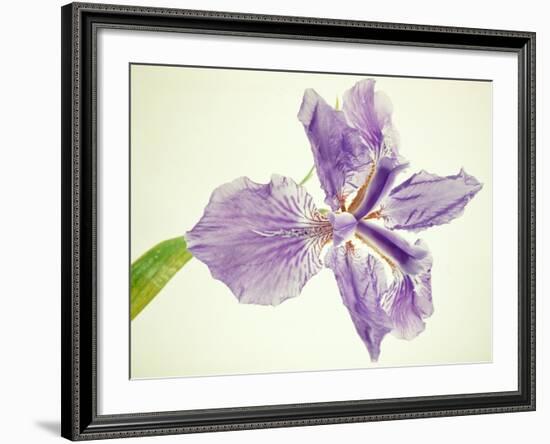 Sword lily-Josh Westrich-Framed Photographic Print