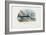 Swordfish, 1863-79-Raimundo Petraroja-Framed Giclee Print