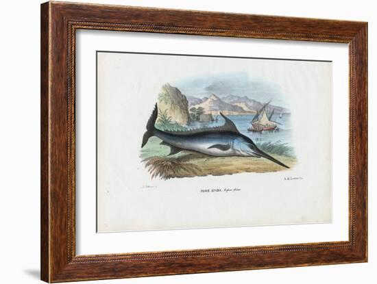 Swordfish, 1863-79-Raimundo Petraroja-Framed Giclee Print