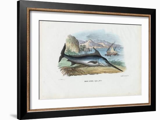 Swordfish, 1863-79-Raimundo Petraroja-Framed Giclee Print