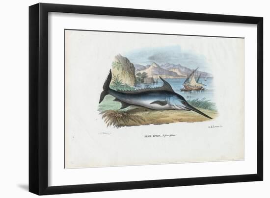 Swordfish, 1863-79-Raimundo Petraroja-Framed Giclee Print