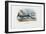 Swordfish, 1863-79-Raimundo Petraroja-Framed Giclee Print