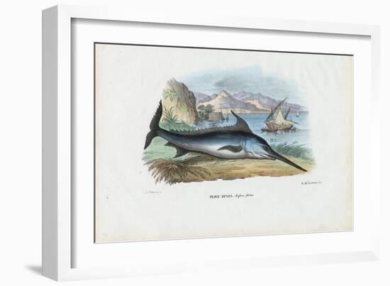 Swordfish, 1863-79-Raimundo Petraroja-Framed Giclee Print