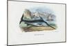 Swordfish, 1863-79-Raimundo Petraroja-Mounted Giclee Print