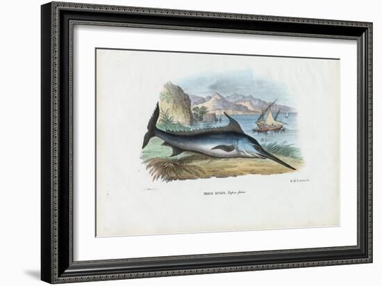 Swordfish, 1863-79-Raimundo Petraroja-Framed Giclee Print