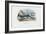 Swordfish, 1863-79-Raimundo Petraroja-Framed Giclee Print