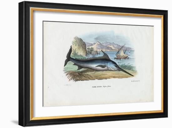 Swordfish, 1863-79-Raimundo Petraroja-Framed Giclee Print